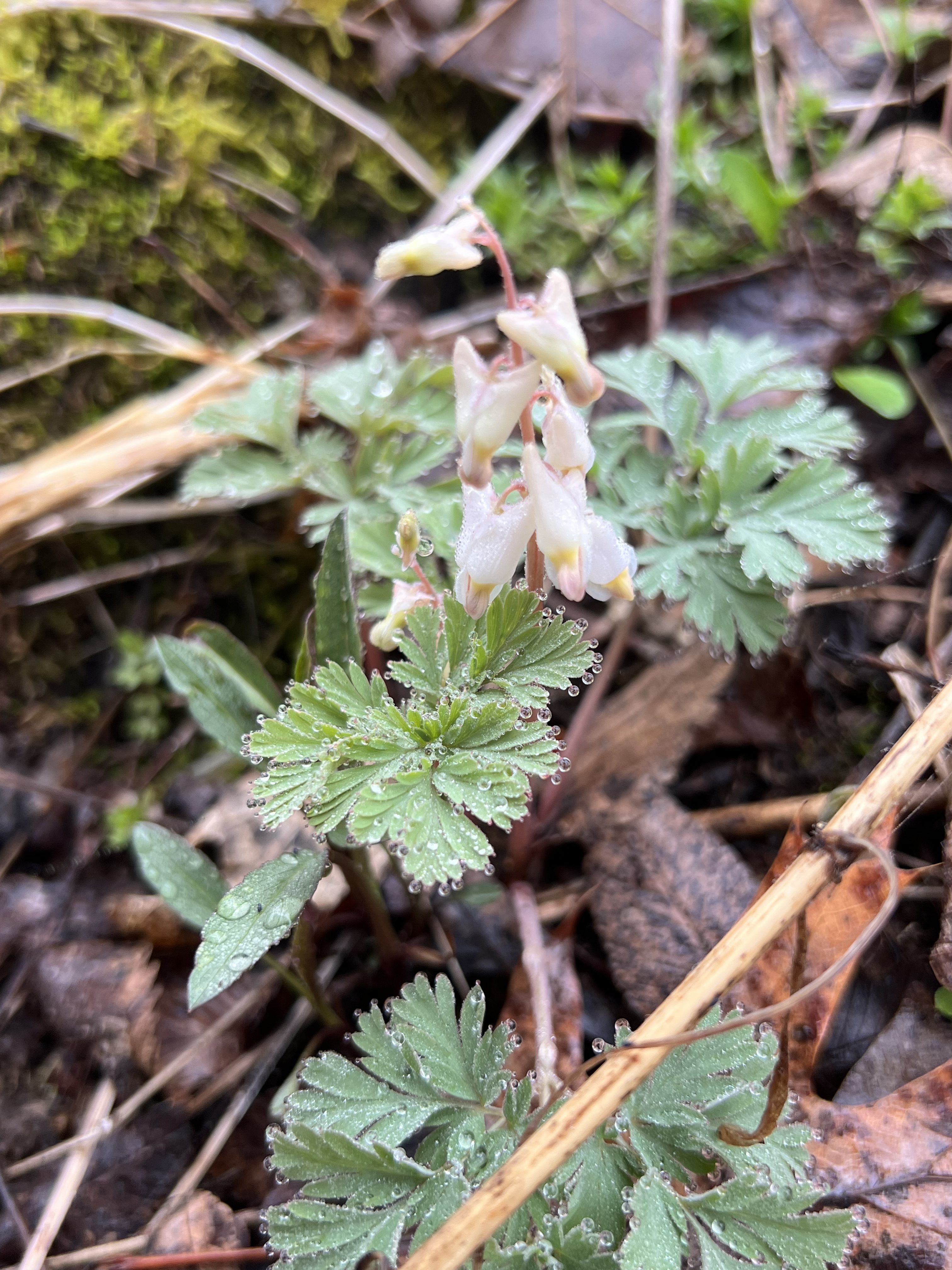 Dutchman's Breeches blooming, April 2026